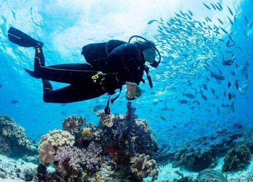 Дайвинг на целый день (2 погружения по 15 мин)