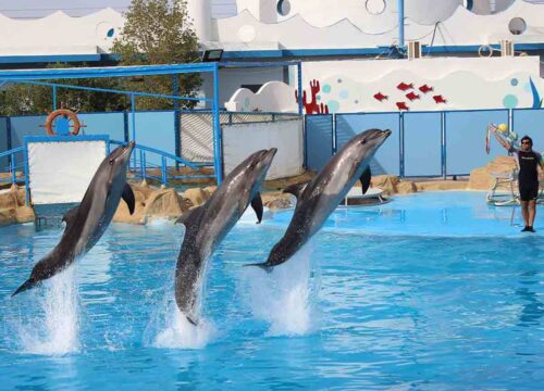 День дельфинов в Хургаде