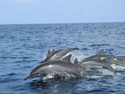 Природный заповедник Марса Мубарак (в Марса Аламе)